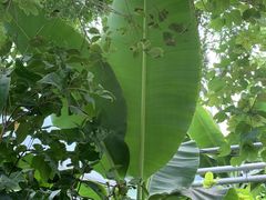 -呀路古热带植物园