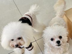 -翊宠yipet猫狗购宠庄园犬舍•猫舍