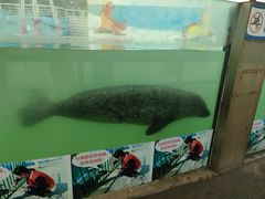 -北戴河圣蓝海洋公园