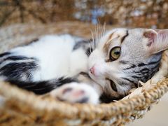 -飞行喵MR PILOT|猫舍·猫咖(静安大融城店)