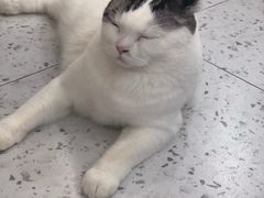 -喵园·猫主题咖啡厅·撸猫·猫咖(国贸店)