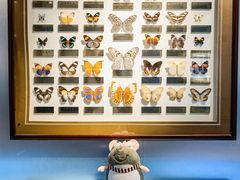 -上海昆虫博物馆