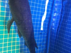 -姜君·千岛湖鱼头馆(浦东大道店)