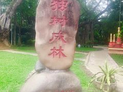 -瑞丽独树成林风景区