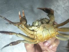 -蟹道河蟹大米商行