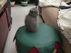 -瑞鹏宠物医院·骨科·猫科·内科(第一中心)
