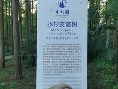 -水杉园