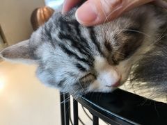 -飞行喵MR PILOT|猫舍·猫咖(静安大融城店)