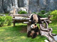 -深圳野生动物园