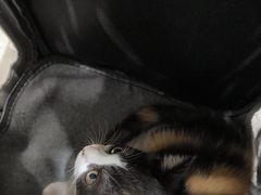 -艾贝尔宠物医院·24H转诊中心·肿瘤猫专科(江宁双龙店)