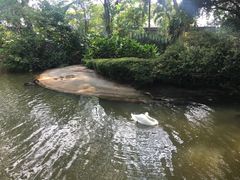 -新加坡飞禽公园
