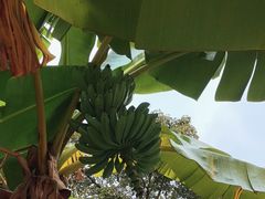 -云溪植物园