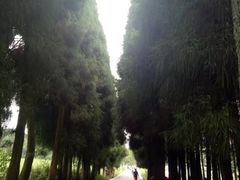 -武陵山森林公园