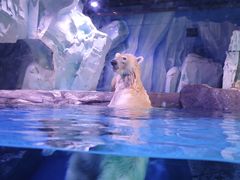 -上海海昌海洋公园-冰山北极馆