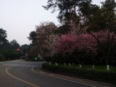 -铁山坪森林公园