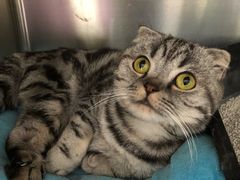 -北京观赏动物医院·24小时大型综合·猫专科·异宠专科