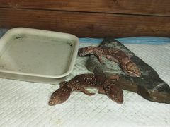 -上海大自然野生昆虫馆(东方明珠·爬宠昆虫探索中心)