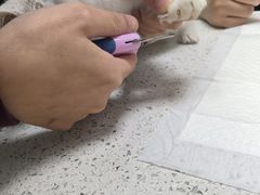 -瑞鹏·疫苗·绝育·宠物医院(广九店)