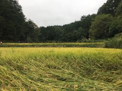 -韶山毛泽东同志故居