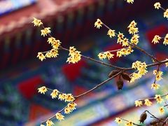 -章华寺