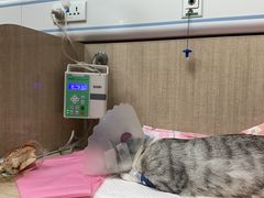 -北京观赏动物医院·24小时大型综合·猫专科·异宠专科