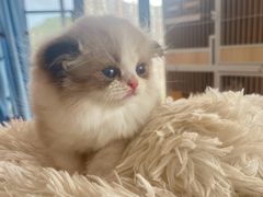 -珠海悠米米努特矮脚猫舍