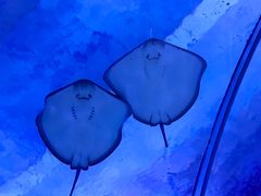 -海合安武汉极地海洋公园