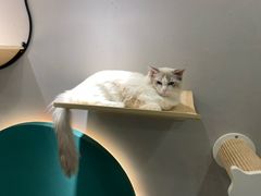 -飞行喵MR PILOT|猫舍·猫咖(静安大融城店)
