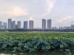 -月湖风景区