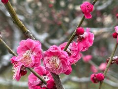 -梅花山(明孝陵内)