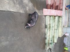 iphone_upload_pic-大京袁记烤全羊农家(大京水库店)