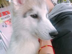 -Husky Go! 哈士奇体验馆·宠物咖啡厅狗咖
