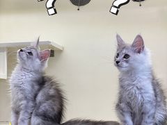 -十年猫舍·猫咪专门店(普陀店)