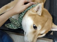 -柴迷FANS CLUB·柴犬狗咖·猫咖