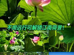 -莲湖公园