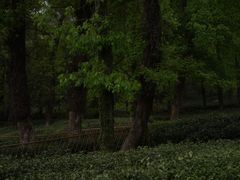 -野蔓果·山野菜(西湖景区·龙井茶田店)