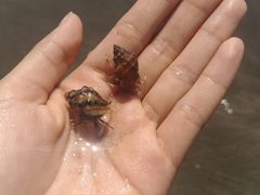 -台山黑沙湾海浴场