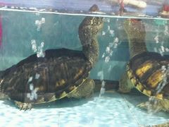 android_upload_pic-渔傅·蓝海岸霞浦海鲜(正祥店)