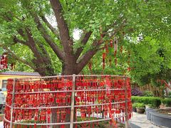 -会龙寺