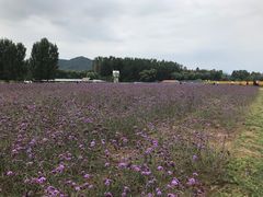-北京东方普罗旺斯薰衣草庄园