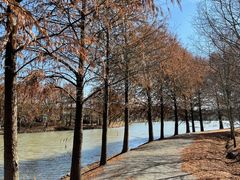 -上海海湾国家森林公园