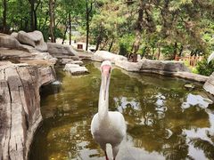 -燕塞湖鸟语林景区