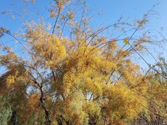 -永定河休闲森林公园