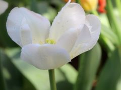 -石家庄市植物园