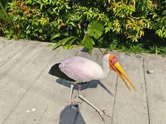 -吉隆坡雀鸟公园