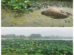 -长田漾湿地公园