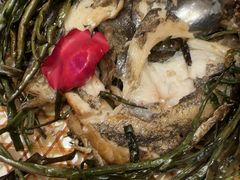 -老吉士(环贸iapm店)