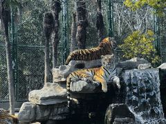 -上海野生动物园