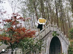 -合肥滨湖国家森林公园