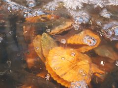 -沈家门海鲜夜排档(东港店)